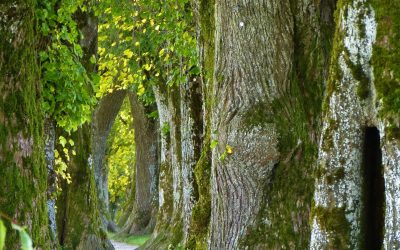 Neu nur für VfLer*innen: „Waldstille – Loslassen und Auftanken“