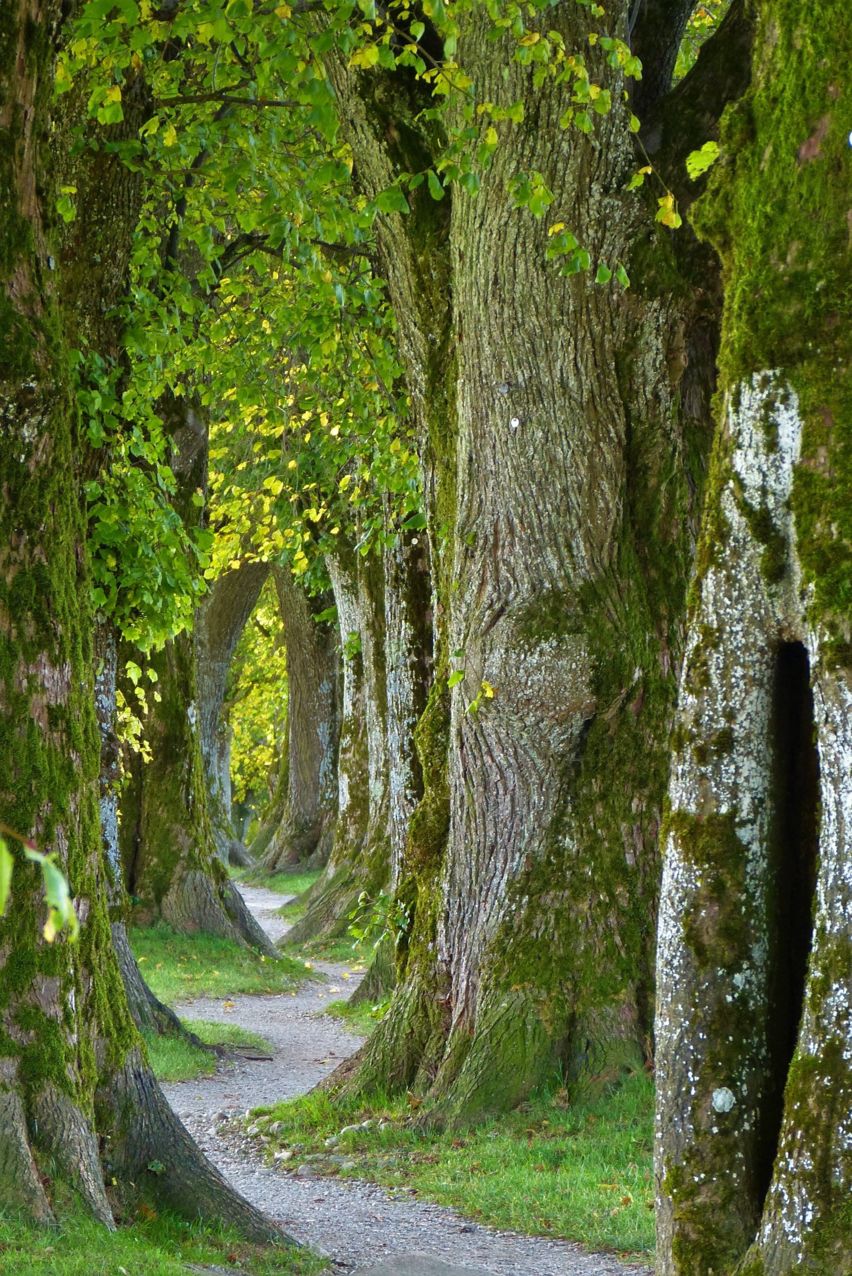 Neu nur für VfLer*innen: „Waldstille – Loslassen und Auftanken“
